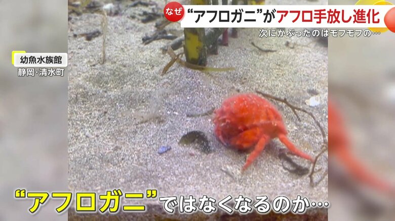 「アフロ」ではなくなってしまうのかと思われたが…