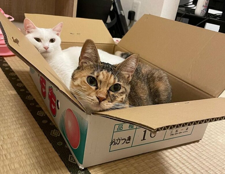 大きい箱ならゆったりと入ることができる