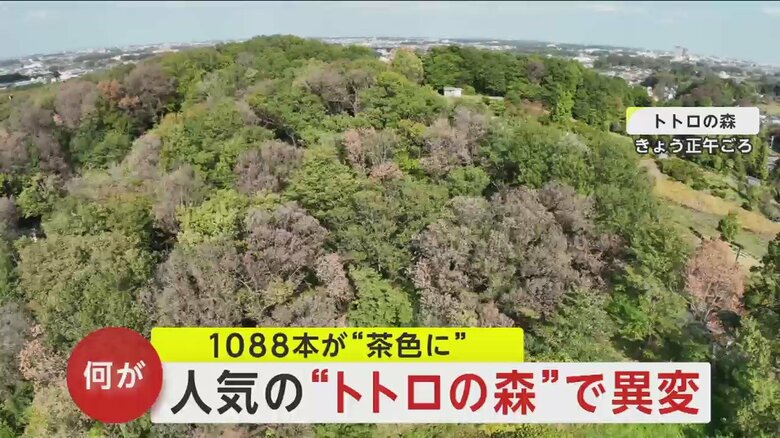 茶色い木が散見される“トトロの森”