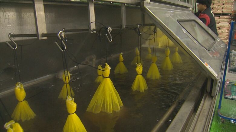 種もみの消毒作業