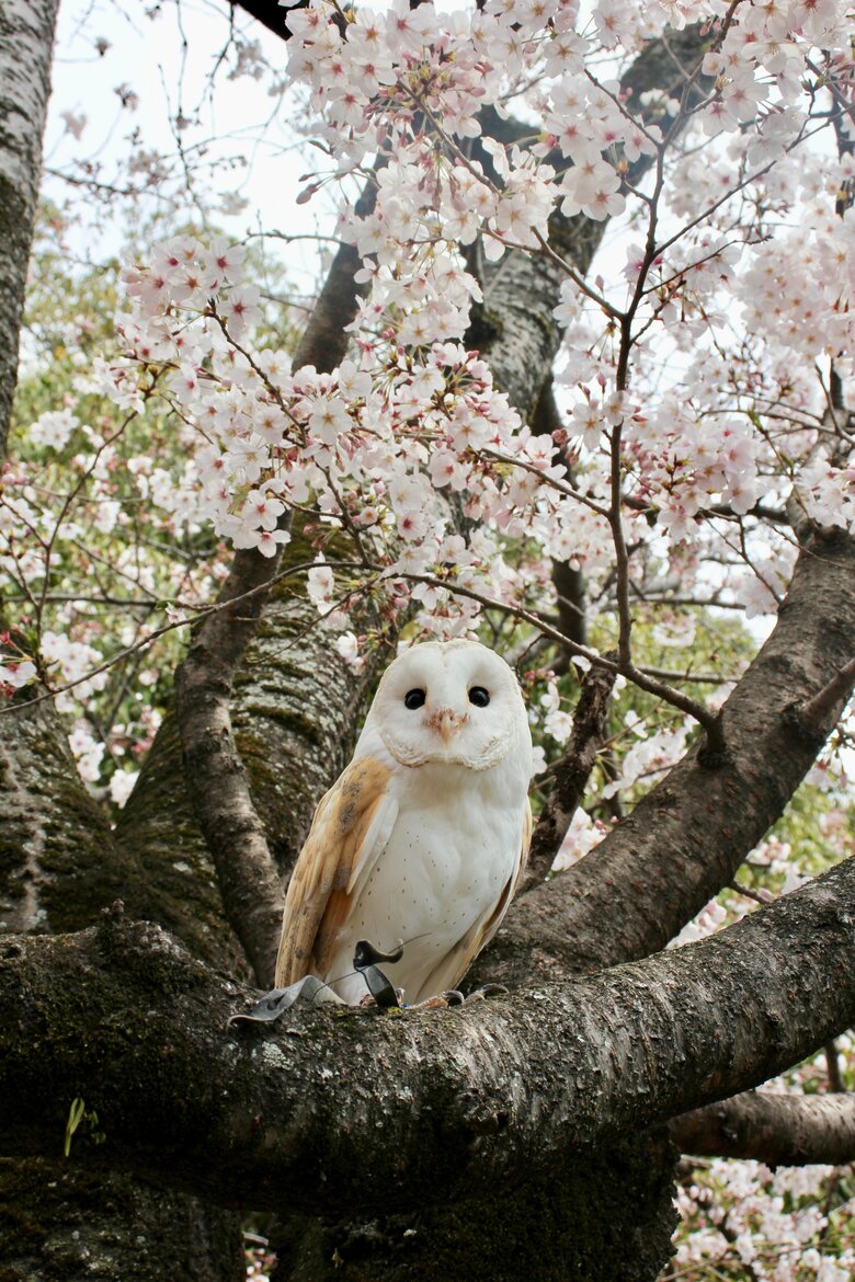 桜の木にとまるアイちゃん