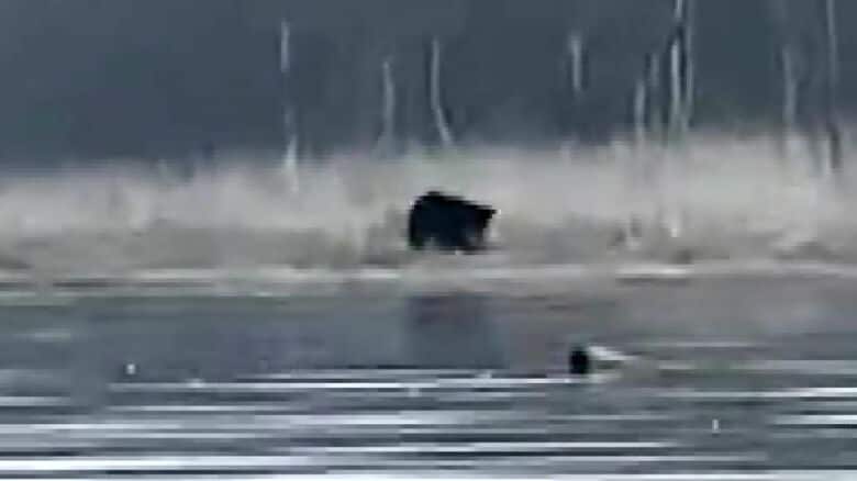 体調2m超えのクマが小シカを襲う瞬間（提供：fishing_east_hokkaido）
