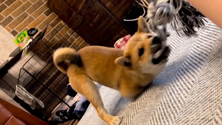 心配をよそに元気いっぱい。その姿に勇気づけられる