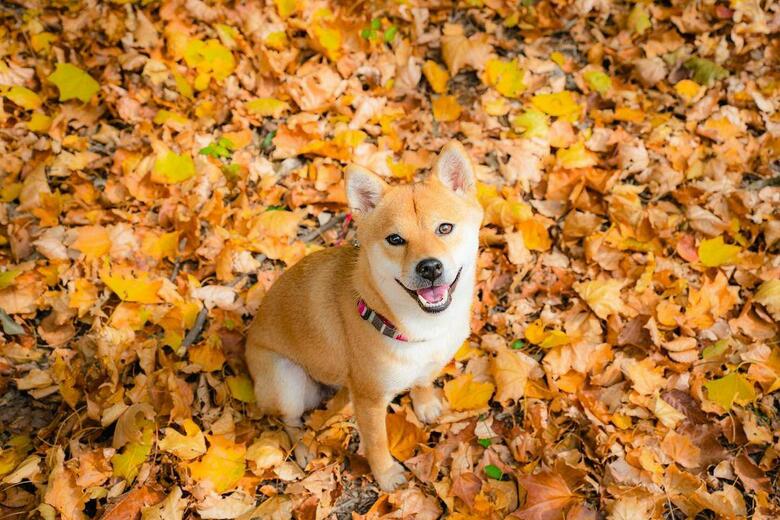提供：柴犬 むぎさん