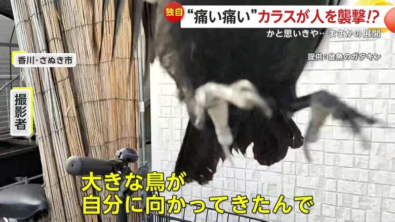 カラスが飛びかかってきた瞬間