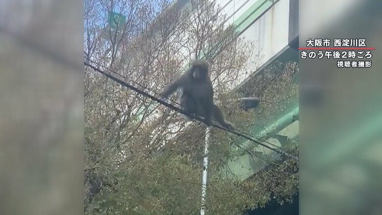 16日　大阪市西淀川区で目撃されたサル
