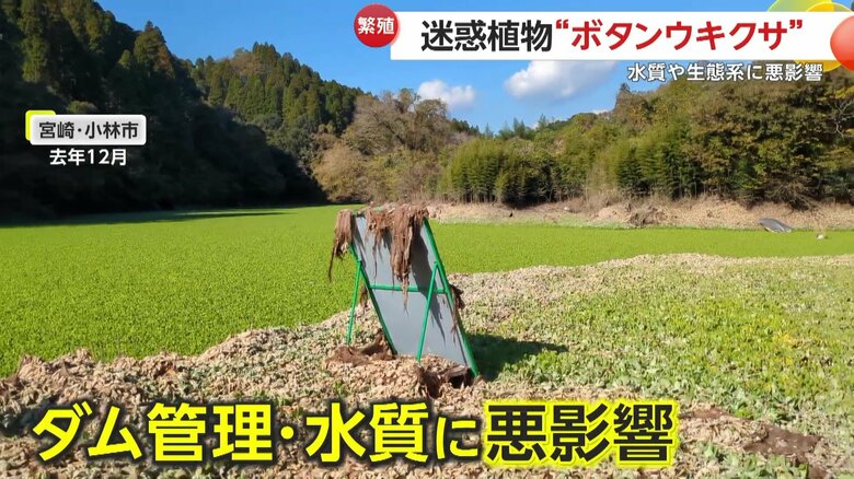 水面が見えないほど増殖した水草