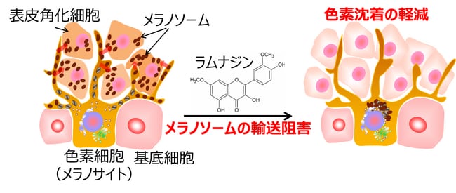 図4. 色素沈着抑制効果への期待