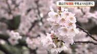 富山でソメイヨシノが満開　平年より6日早く、3日は絶好のお花見日和に