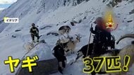 標高2500mの雪山でヤギ37匹遭難…数日間“行方不明”も健康状態は良好　地元消防隊が出動　麓の小屋に送り届ける　イタリア