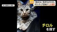 地震後にいなくなってしまった愛猫・チロル　「早く見つけてあげたい」　被災地で続くペットの捜索　令和8年熊本地震