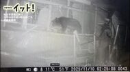 深夜の家の前“窓をのぞく直立クマ”仙台市の住宅で干し柿60個を食べ尽くす　住人が就寝中に…【映像】