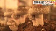 豊かな水が育む「文殊山しいたけ」　徹底した湿度・温度管理で美しく食感豊かに　造園業者の挑戦　福井