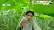 土佐の巨大野菜『リュウキュウ』は1週間で70センチ伸びる？ハウスの中はまるでジャングル【高知】