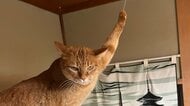 「悪人の顔」自宅の火災報知器を鳴らす猫の態度がじわじわくる…なぜひもを引っ張るのか聞いた