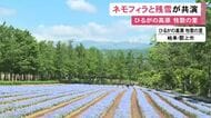 雪山とのコントラストはあとわずか…「牧歌の里」でネモフィラの花が見ごろ 約1万8千株あり6月半ばまで