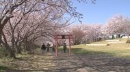 縁結びのスポットで知られる粟嶋公園で桜が見ごろ　大分県豊後高田市