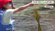 旬のワカメ「ぬるぬるする～」児童が刈り取り体験　越廼小学校の恒例行事　“もみワカメ”にして交流ある岐阜の小学校にプレゼント　福井