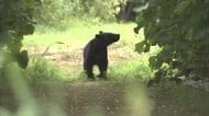 森吉山を登山中の高齢男性、クマに襲われる　顔や右腕にけが　意識あり会話できる状態　秋田・北秋田市
