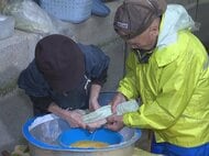 養殖アマゴの採卵作業 300匹から約33万個取り出す 猛暑の影響で1匹あたりの数少なく 三重県熊野市