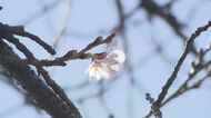 桜の開花発表　2025年より1日早い開花　大分県