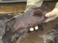 鍋料理などに人気の高級魚…『マハタ』の出荷が最盛期 三重・尾鷲市が30年以上前から養殖に取り組む