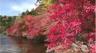 赤と黄のコントラスト 紅葉の名所『白駒の池』見ごろ 観光客「今が一番いい時期」