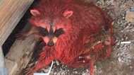 野生のアライグマが真っ赤に なぜこうなった
