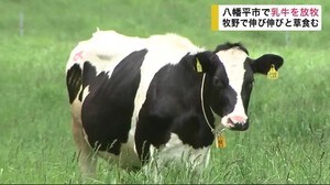 乳牛を放牧 牧野で伸び伸びと草を食べる【岩手・八幡平市】