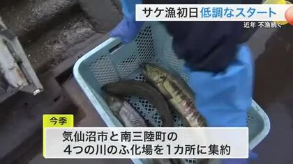 気仙沼・大川でサケの捕獲が始まるも低調スタート　初日はわずか６匹にとどまる〈宮城〉