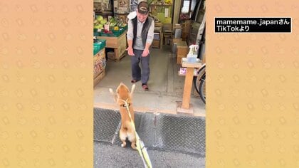 散歩中に立ち寄る“青果店のおじさん”に大好きを全力で伝える話題の豆柴…実は「おじ専」？散歩に同行してみた