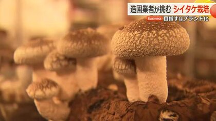 豊かな水が育む「文殊山しいたけ」　徹底した湿度・温度管理で美しく食感豊かに　造園業者の挑戦　福井