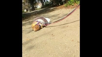 散歩するプレーリードッグが“犬”のまね!? 体を地面にスリスリする姿が可愛い…状況を飼い主に聞いた