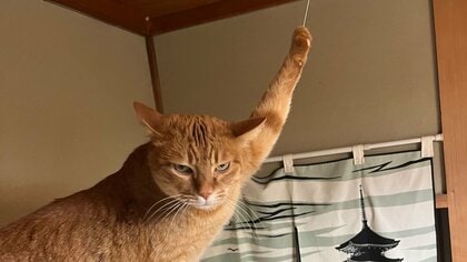 「悪人の顔」自宅の火災報知器を鳴らす猫の態度がじわじわくる…なぜひもを引っ張るのか聞いた