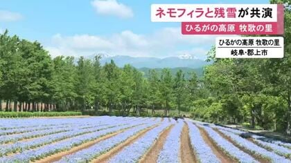 雪山とのコントラストはあとわずか…「牧歌の里」でネモフィラの花が見ごろ 約1万8千株あり6月半ばまで