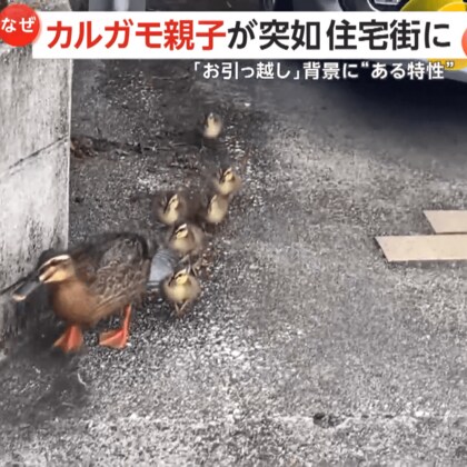 カルガモの親子が突如“住宅街”をウロウロ！理由は産卵場所と子育ての場所の違いで「お引越し」　宮崎・日向市