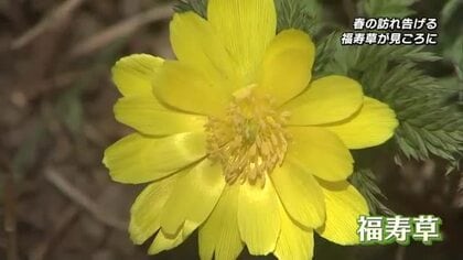 “幸福や長寿を呼ぶ”縁起のいい花「福寿草」竹田市で見ごろ　例年より花びらが大きく色鮮やか　大分