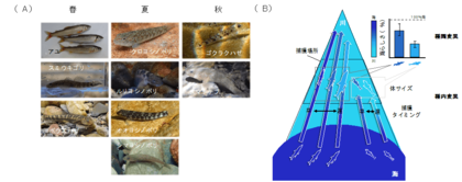 【摂南大学】海と川を行き来する魚は「海らしさ」を失いながらも海由来の物質を川へ届ける