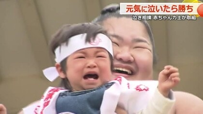 のこったのこった！“泣いたが勝ち”の赤ちゃん「泣き相撲」　健やかな成長願い306人が参加　福井市護国神社