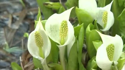 ミズバショウにザゼンソウ…遅い春の知らせ　鏡野町の岡山県立森林公園　約４ヵ月半ぶり開園へ【岡山】