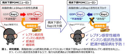 脳の視床下部にあるRap1分子の阻害により糖尿病が改善するメカニズムを解明~新しい糖尿病治療薬の開発に期待~