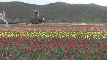 約70万本のチューリップが見ごろに「かみゆうべつチューリップ公園」で200品種が咲き誇る＿暖かさで開花進み…一面に拡がる花畑は圧巻【5月31日まで開催】〈北海道湧別町〉