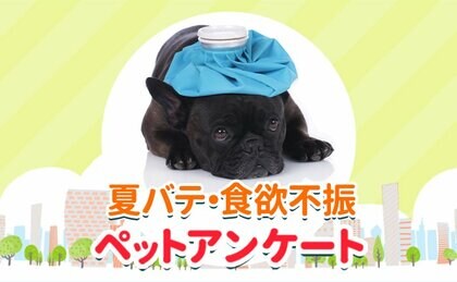 ペットの夏バテは食欲不振から?ペットのフード事情も調査!『ペット保険比較のピクシー』
