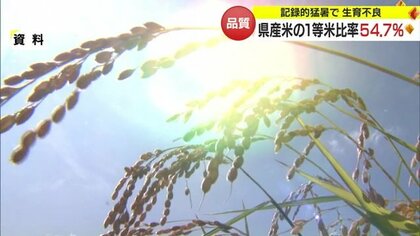記録的猛暑で1等米比率が東北最下位「こんなことは今までなかった」…生産者の収入減少に懸念【山形発】