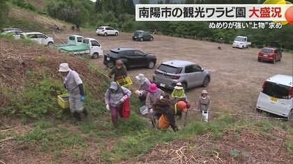 “上物”ワラビが採れる「小滝わらび園」大盛況　平日にもかかわらず県内外から多くの人でにぎわう【山形発】