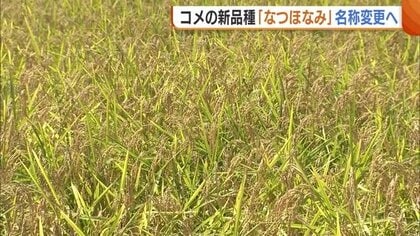 過去に同じ読み方の品種が…新品種の米『なつほなみ』名称変更へ「早急に考え直す」新潟