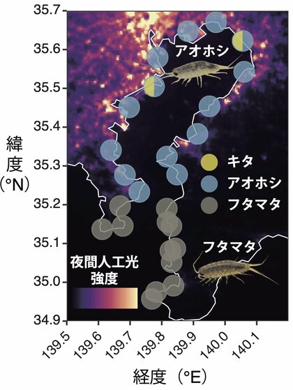 都市夜間光が沿岸生態系に与える影響―東京湾のフナムシは都市に適応している？―
