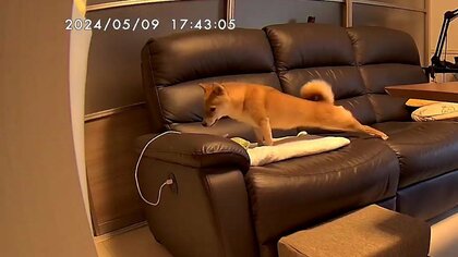 ストレッチ超えてガチ筋トレ!?留守番カメラに写った愛犬の姿に飼い主「さすがにわらったwww」体が柔らかいのか聞いた