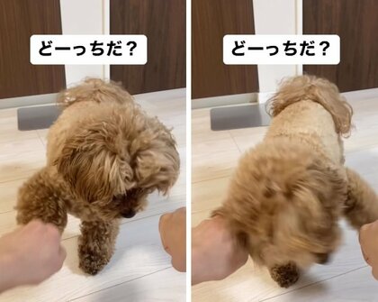 「おやつどっちだ？」にルール無視の“両手にパンチ”炸裂！おやつを勝ちとる犬がかわいい…ゲームの理解度は「50%」らしい