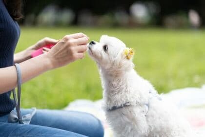 シニア犬の飼い主121人にアンケート 介護で大変だったことは 排泄のお世話 夜泣き やっておきたかったことは1位は 旅行 シニア犬 の愛らしさが伝わるエピソードも